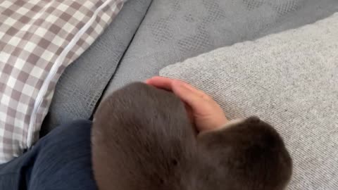 Otter biting his owner like he don't care