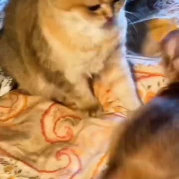 little cute dog vs cat🐈