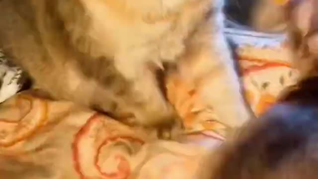 little cute dog vs cat🐈