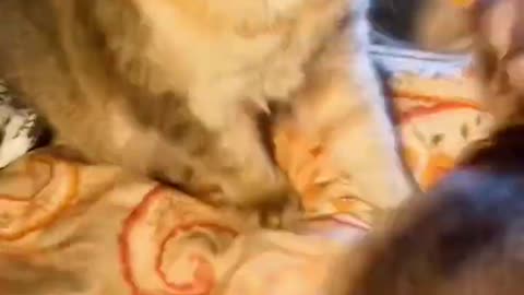 little cute dog vs cat🐈