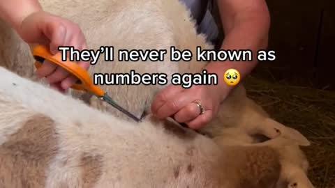 Shearing!