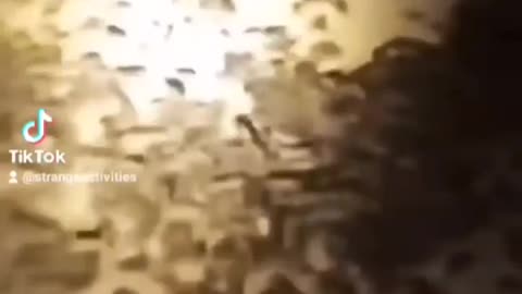 Can you stay in a rat infestation for 100k?