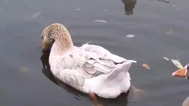 Geese swimming in a line..Cute...