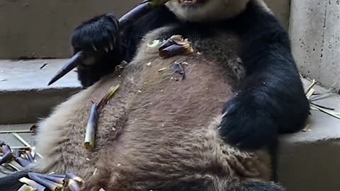 How cosy when a panda is having his meal.