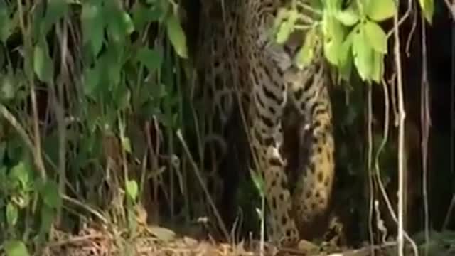 Lion attacks a crocodile|| cheetah attacks a crocodile| animals fight