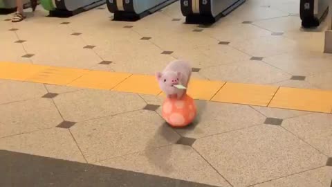 A pig run on the ball in airport🤣