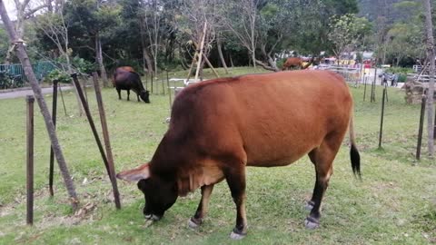 Cows at the park