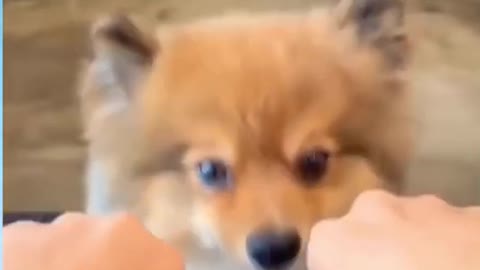 Cute 😂 Dog 🐕 Funny 🤣 Video #shorts