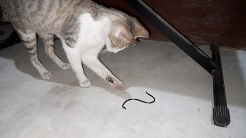 PET CAT VS BRAHMINY BLIND SNAKE