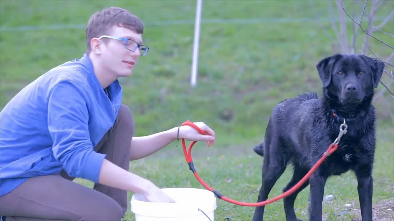 Kid and His Labrador Dog