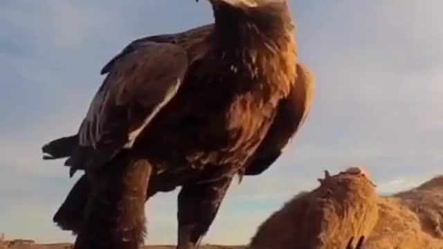 The Eagle while eating
