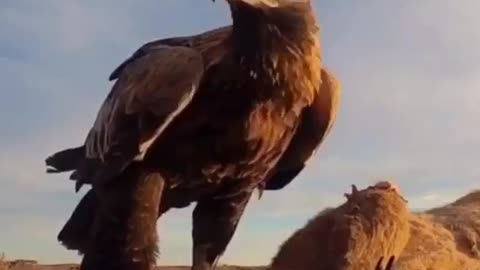 The Eagle while eating