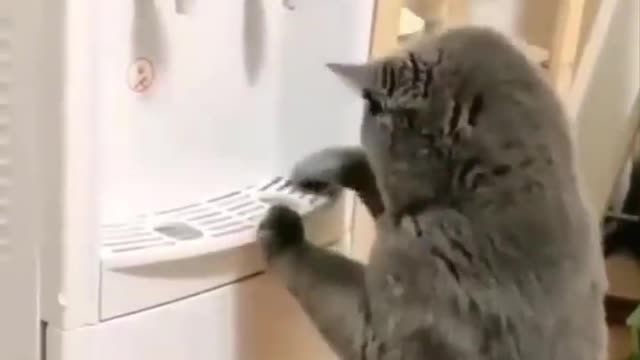 Cat Intelligence || Cat using Water Machine