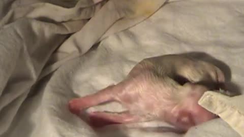 BREATHTAKING DOG BIRTH!!