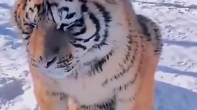 2022 Cute Pet Little Tiger Cute Very FierceDog Cat Dog Dog