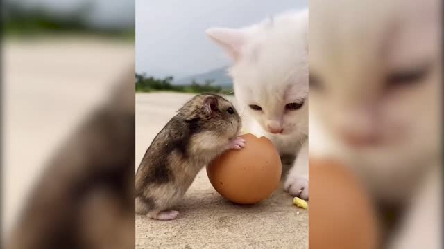 Baby hamster and kitten eat eggs together