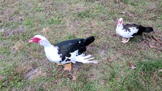 My Muscovy ducks greeted me home from work.