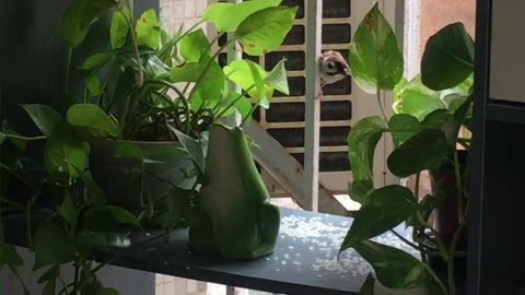 Jazz with cute little sparrows
