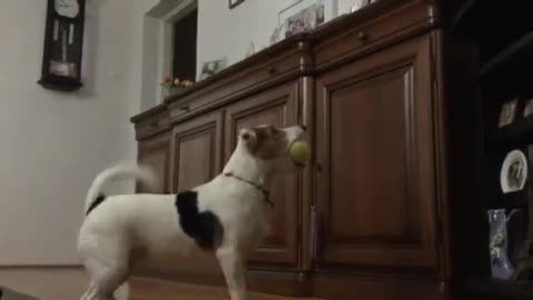 Maja, Jack Russel, Funny Dogs Reaction To Watching TV