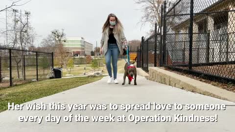 Shelter dog delivers mistletoe kisses # Happy Holidays # Operation Kindness