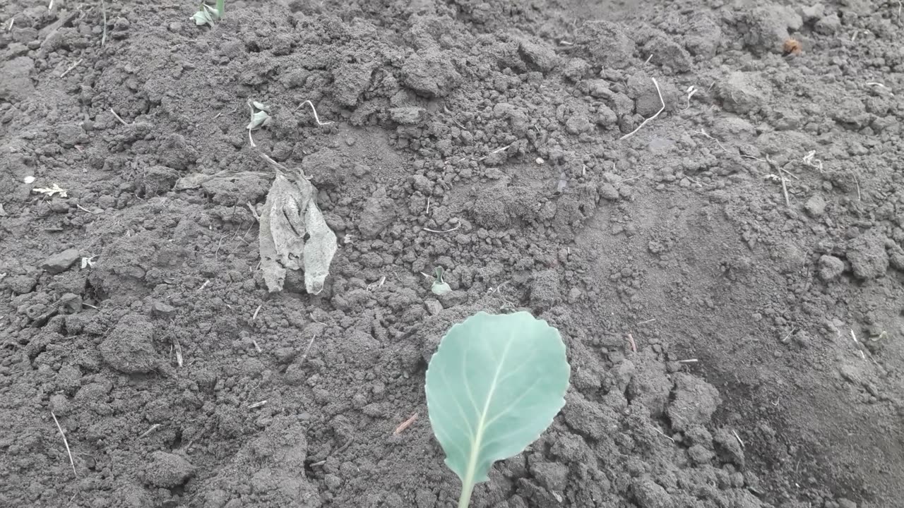 Cabbage was planted