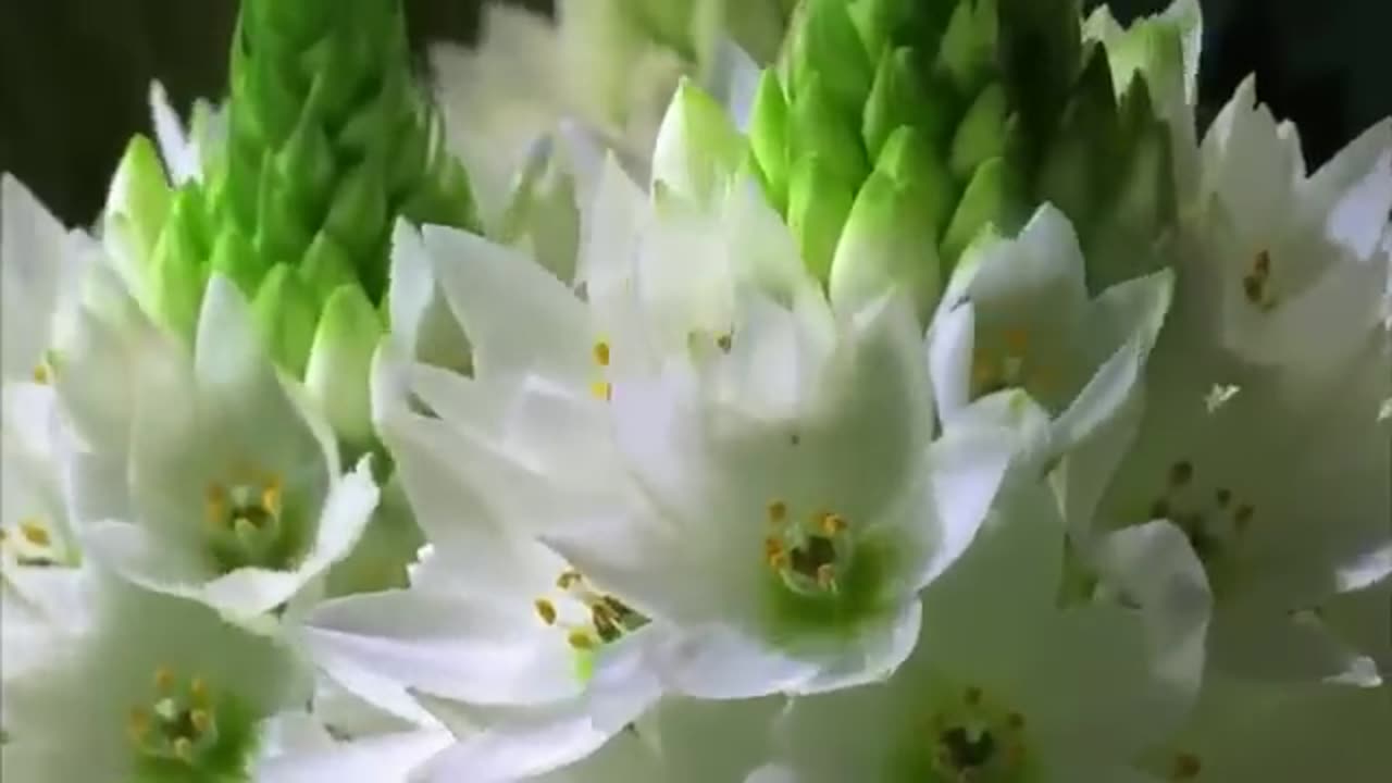 Beautiful Flower