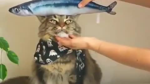 the cat model