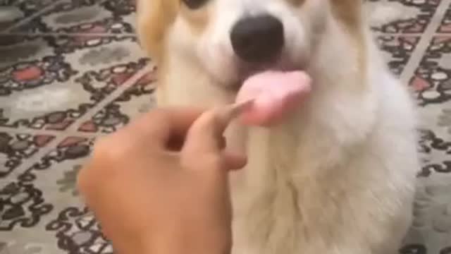 Dog & Ice Cream. REACTION