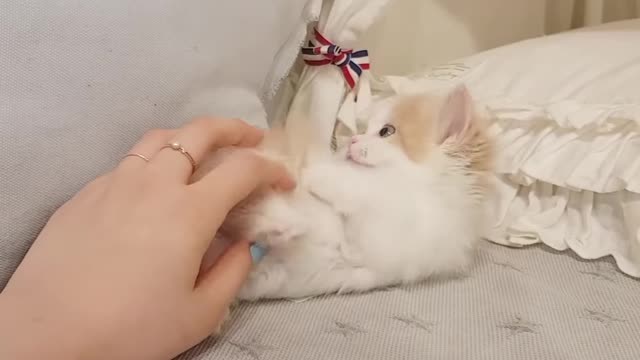 This Baby Munchkin Kitten Will Melt Your Heart !