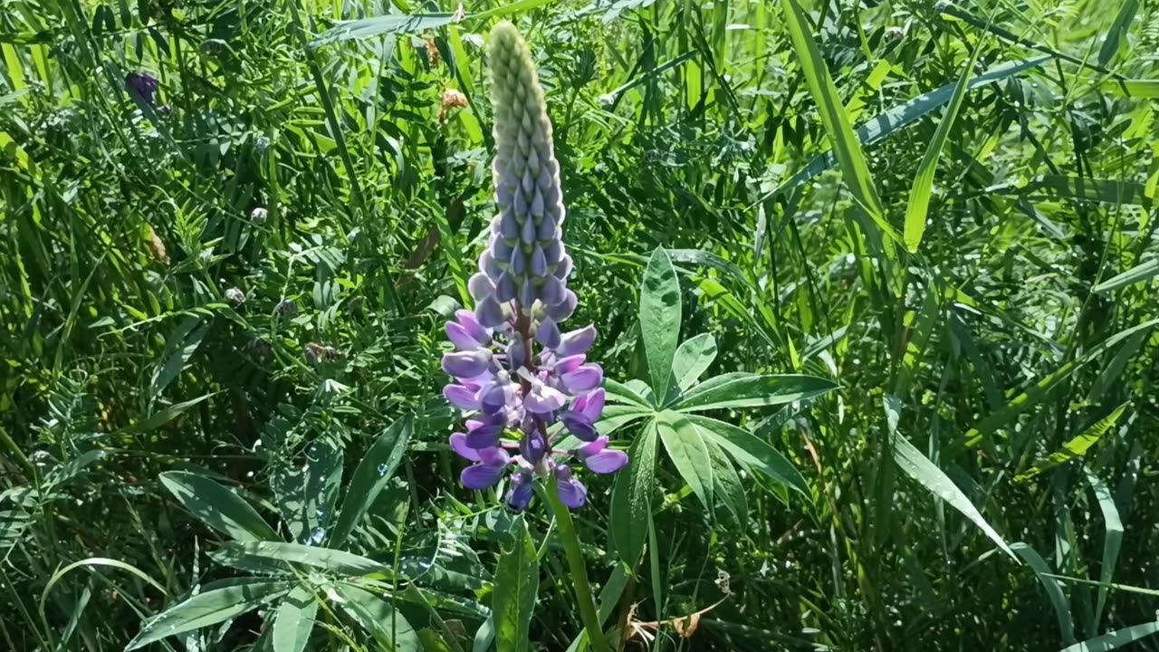 Lupine