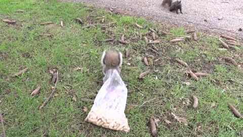 Squirrels Feed From Human