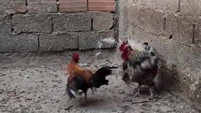 عراك بين ديك البراهما و ديك الفيومي الدهبي A fight between the Brahma cock and the al-Fayoumi al-Dahabi cock