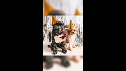 New Year Pet | Pets celebrating new year | #Shorts #Happy new year