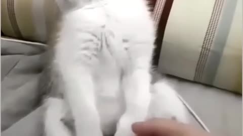 Funny cat 🐈😺🤣