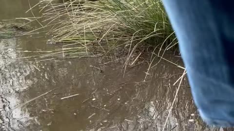 Dirty Car Crosses River To Get Clean