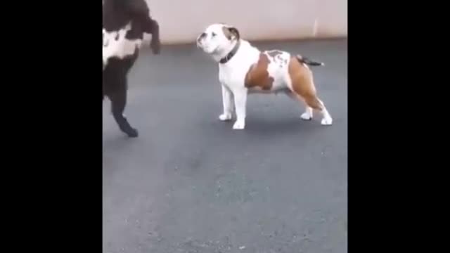 refuses to give up