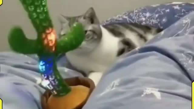 Chat qui danse au son d'un cactus