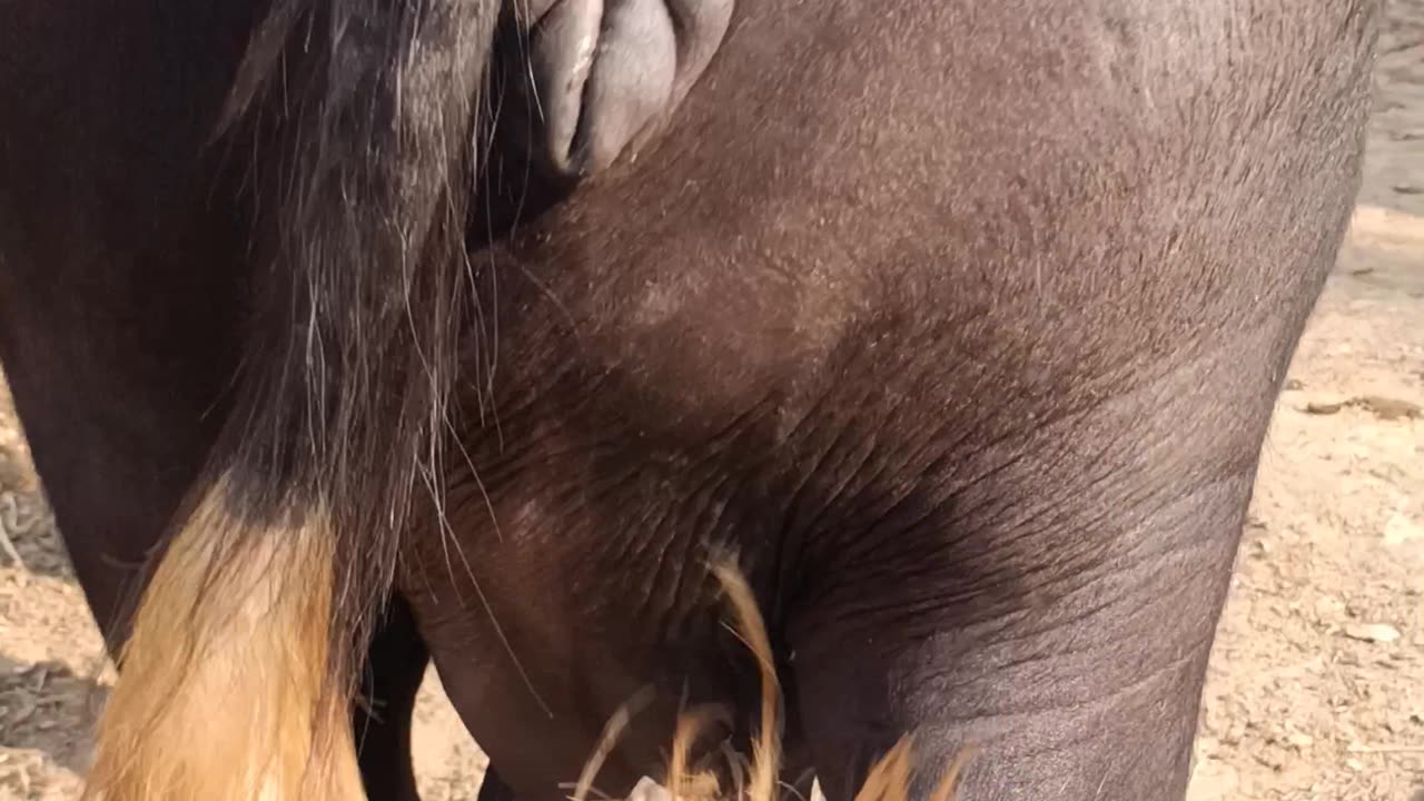 Pure nili ravi buffalo beautiful animals beautiful bhance