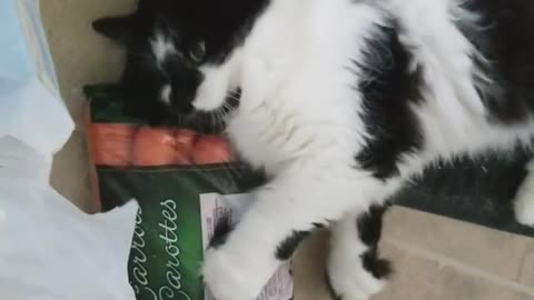 Back white cat lies against bag of carrots