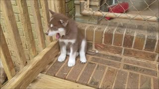 Ember daughter of Amer