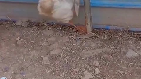 #shorts #animals #cute#funny #animalvideos #animallife