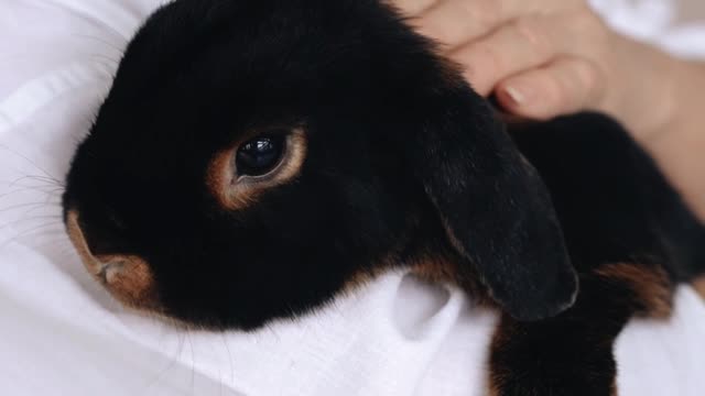 A Woman Holding a Rabbit | AUK Animals VLOG