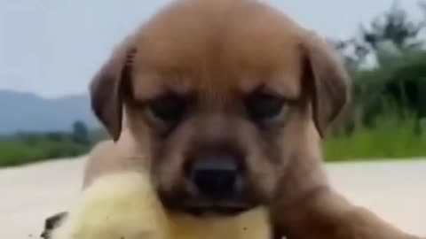 Baby dog video #cute puppy