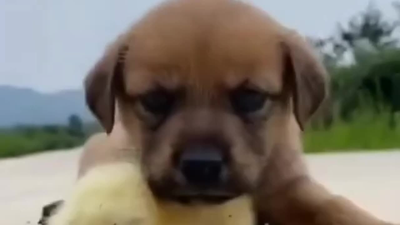 Baby dog video #cute puppy