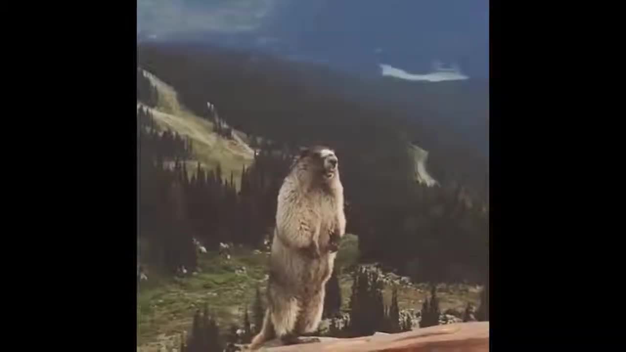 Funny shouting animal(original)