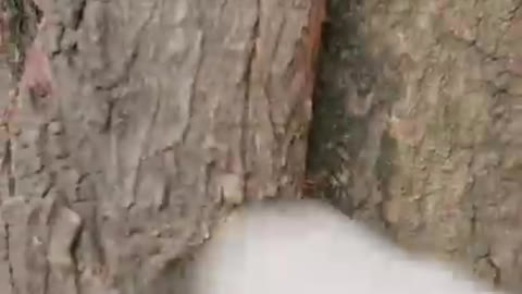 Smart Dog