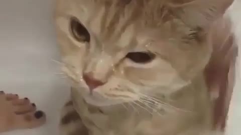 Cat taking shower so cute