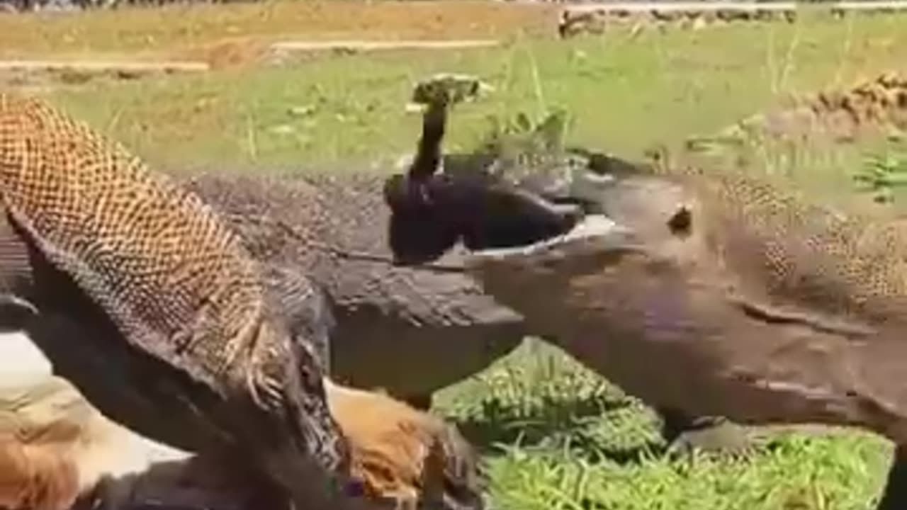 Feróz comodo traga feto de antílope :O