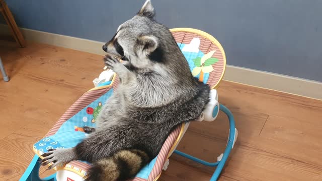 Raccoon chews gum and removes tartar.