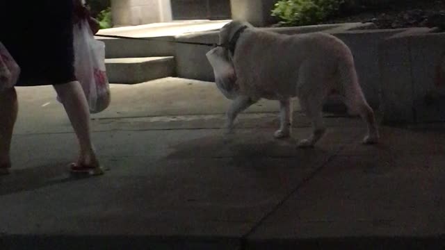 Golden Retriever Helps Owner Carry Home The Groceries